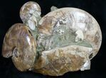 Beautiful Polished Ammonite Cluster - / Wide #9559-3